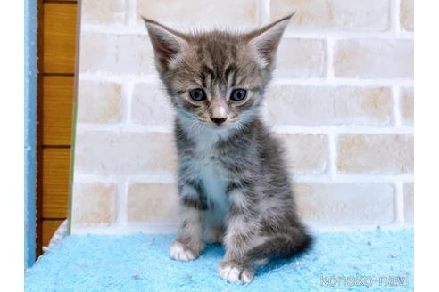 成約済の東京都のスコティッシュフォールド-53892の4枚目