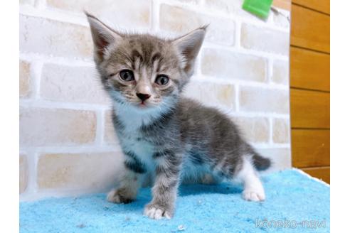 成約済の東京都のスコティッシュフォールド-53892の1枚目