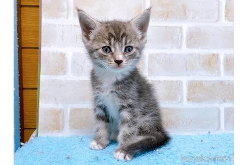 成約済の東京都のスコティッシュフォールド-53892の5枚目