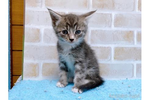 成約済の東京都のスコティッシュフォールド-53892の6枚目