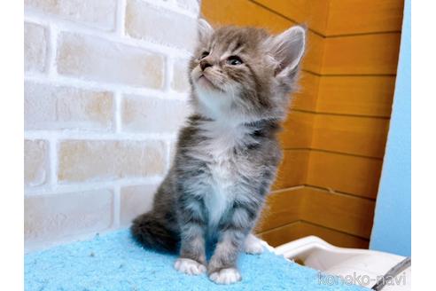 成約済の東京都のスコティッシュフォールド-53893の6枚目