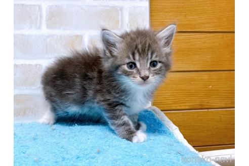 成約済の東京都のスコティッシュフォールド-53893の7枚目