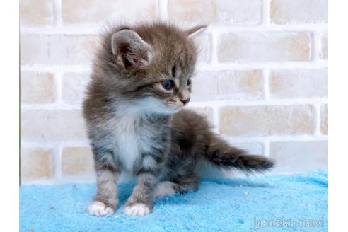 成約済の東京都のスコティッシュフォールド-53893の8枚目