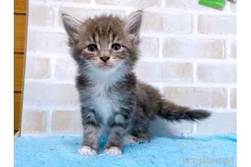 成約済の東京都のスコティッシュフォールド-53893