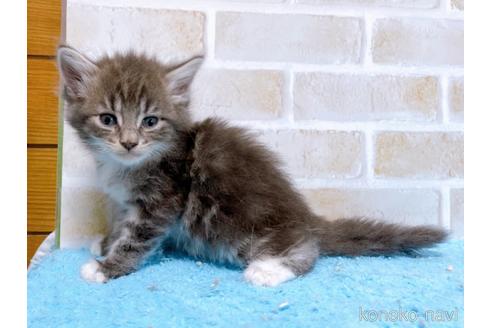 成約済の東京都のスコティッシュフォールド-53893の3枚目