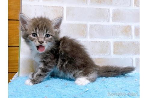 成約済の東京都のスコティッシュフォールド-53893の4枚目