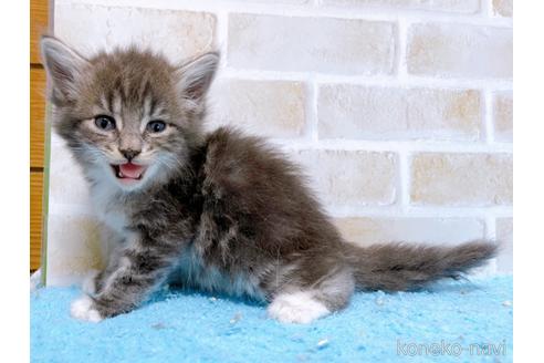 成約済の東京都のスコティッシュフォールド-53893の5枚目