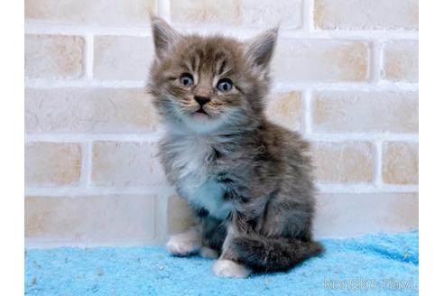 成約済の東京都のスコティッシュフォールド-53894の3枚目