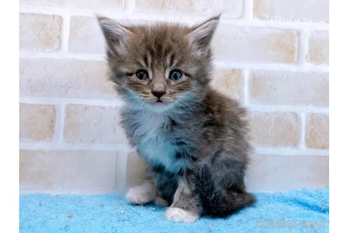 成約済の東京都のスコティッシュフォールド-53894の4枚目