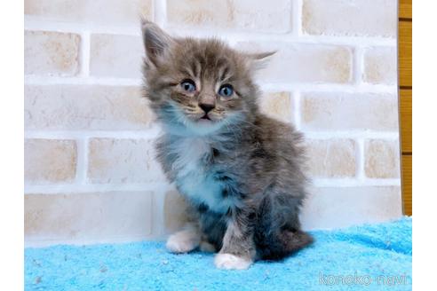 成約済の東京都のスコティッシュフォールド-53894の5枚目