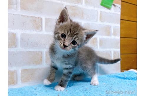 成約済の東京都のスコティッシュフォールド-53891の1枚目