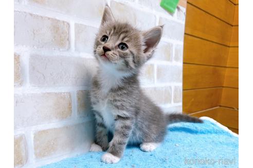 成約済の東京都のスコティッシュフォールド-53891の9枚目