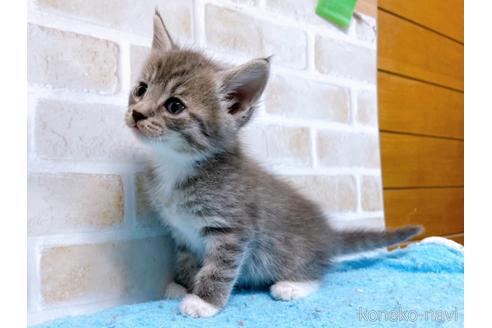 成約済の東京都のスコティッシュフォールド-53891の10枚目