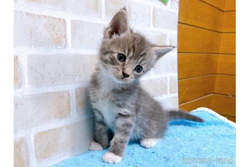 成約済の東京都のスコティッシュフォールド-53891の11枚目