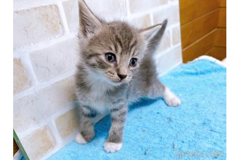 成約済の東京都のスコティッシュフォールド-53891の2枚目