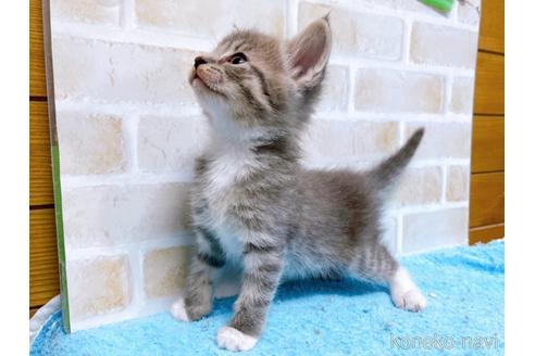 成約済の東京都のスコティッシュフォールド-53891の3枚目