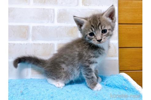 成約済の東京都のスコティッシュフォールド-53891の4枚目