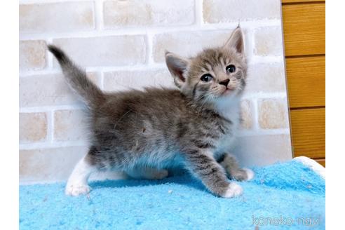 成約済の東京都のスコティッシュフォールド-53891の5枚目