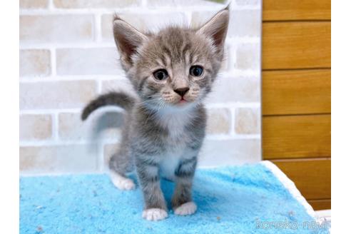 成約済の東京都のスコティッシュフォールド-53891の6枚目