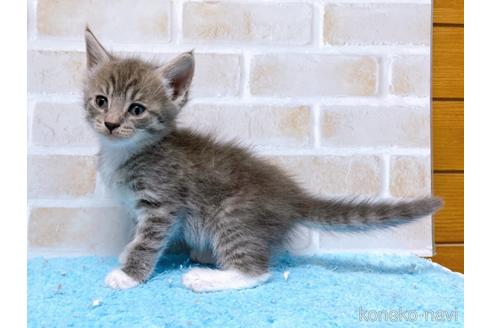 成約済の東京都のスコティッシュフォールド-53891の7枚目