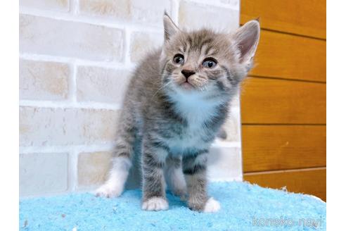 成約済の東京都のスコティッシュフォールド-53891の8枚目