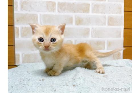 成約済の東京都のマンチカン(短足)-53888の13枚目