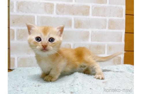 成約済の東京都のマンチカン(短足)-53888の14枚目