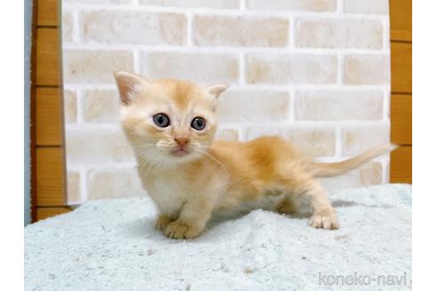 成約済の東京都のマンチカン(短足)-53888の15枚目