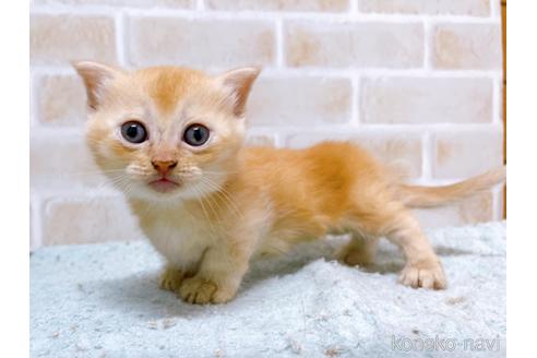 成約済の東京都のマンチカン(短足)-53888の16枚目