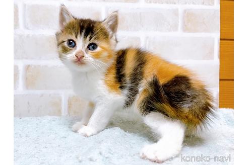 成約済の東京都のマンチカン-53887の11枚目