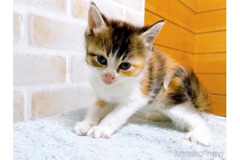 成約済の東京都のマンチカン-53887の12枚目