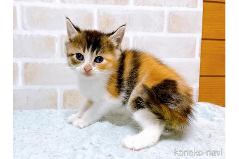 成約済の東京都のマンチカン-53887の9枚目