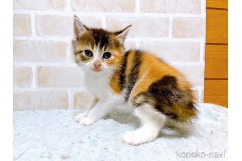 成約済の東京都のマンチカン-53887の10枚目