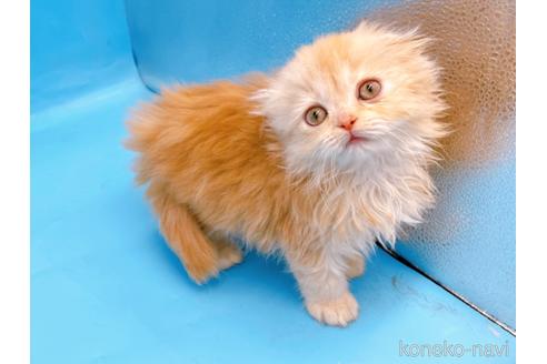 成約済の東京都のスコティッシュフォールド(折れ耳)-53880