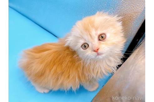 成約済の東京都のスコティッシュフォールド(折れ耳)-53880の7枚目