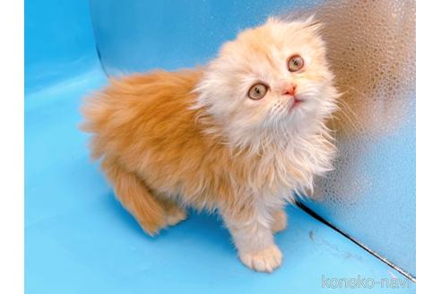 成約済の東京都のスコティッシュフォールド(折れ耳)-53880の8枚目