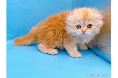 成約済の東京都のスコティッシュフォールド(折れ耳)-53880の2枚目