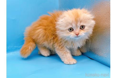 成約済の東京都のスコティッシュフォールド(折れ耳)-53880の3枚目