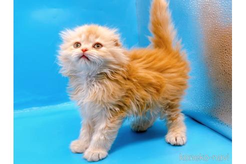 成約済の東京都のスコティッシュフォールド(折れ耳)-53880の4枚目