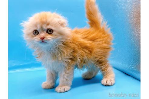 成約済の東京都のスコティッシュフォールド(折れ耳)-53880の5枚目