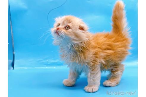 成約済の東京都のスコティッシュフォールド(折れ耳)-53880の6枚目