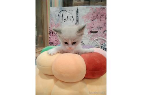 成約済の東京都のラグドール-52237の5枚目