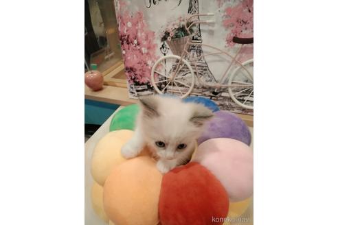 成約済の東京都のラグドール-52237の3枚目