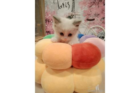 成約済の東京都のラグドール-52237の2枚目