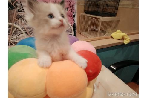 成約済の東京都のラグドール-52236の5枚目