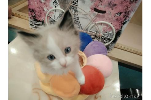 成約済の東京都のラグドール-52236の4枚目