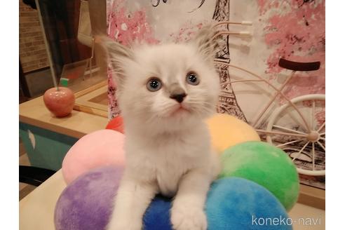 成約済の東京都のラグドール-48888の2枚目