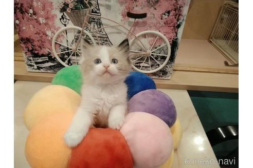 成約済の東京都のラグドール-52236の1枚目