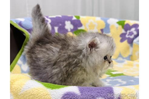 成約済の神奈川県のペルシャ(チンチラ)-53983の4枚目