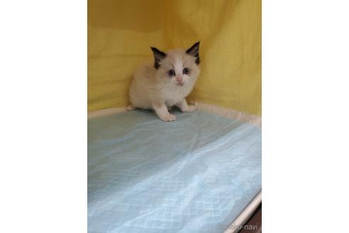 成約済の東京都のラグドール-53987の5枚目